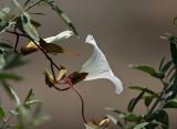 Calystegia sepium