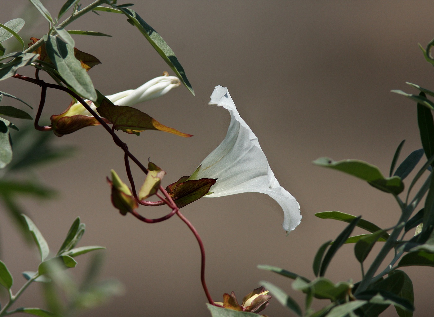 Изображение особи Calystegia sepium.