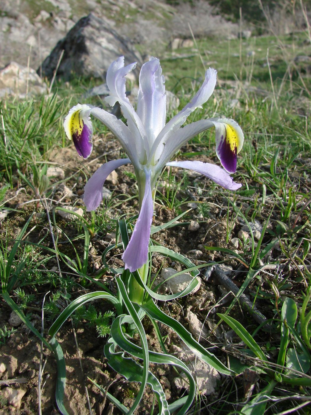Image of Juno narbutii specimen.