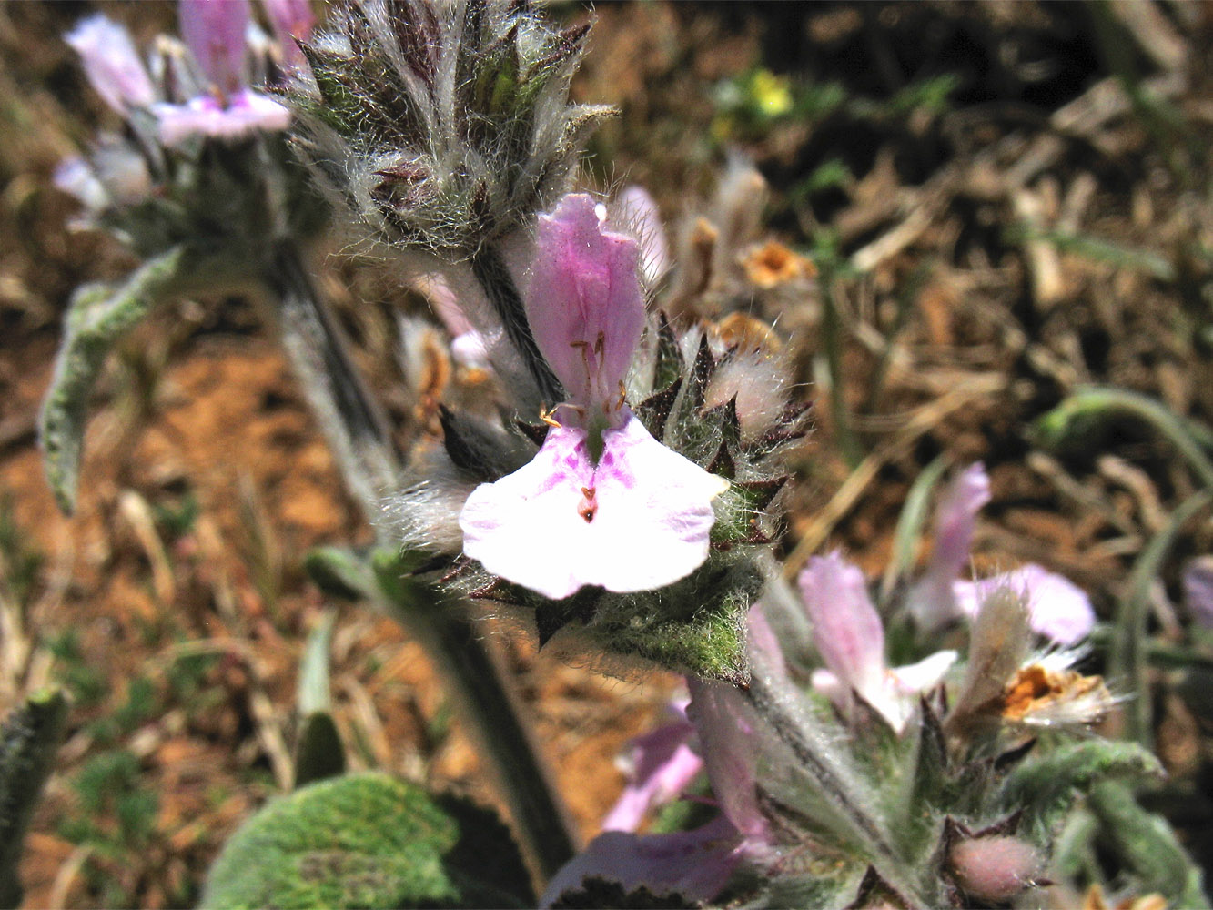 Image of Stachys cretica ssp. smyrnaea specimen.