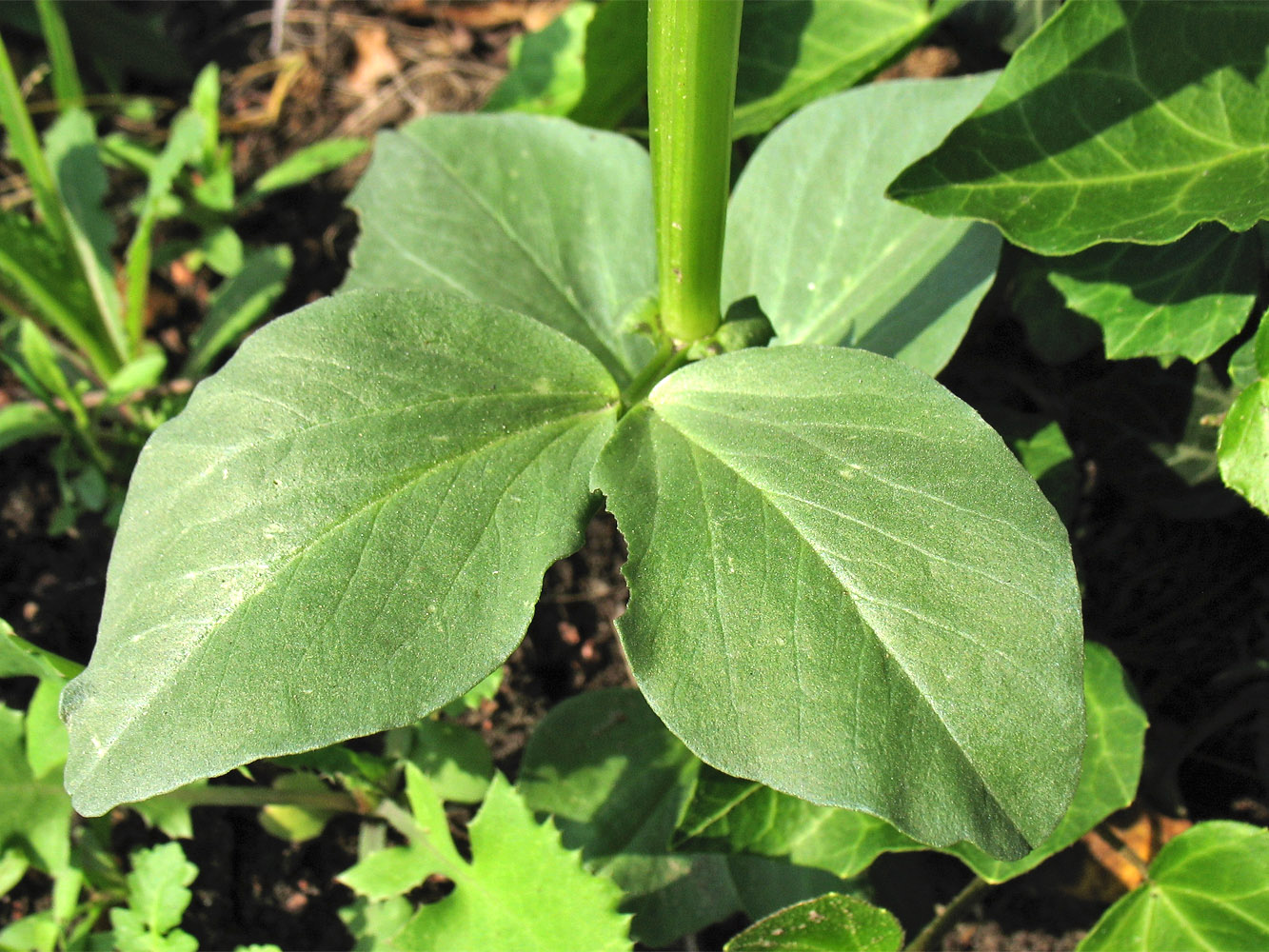 Image of Vicia faba specimen.