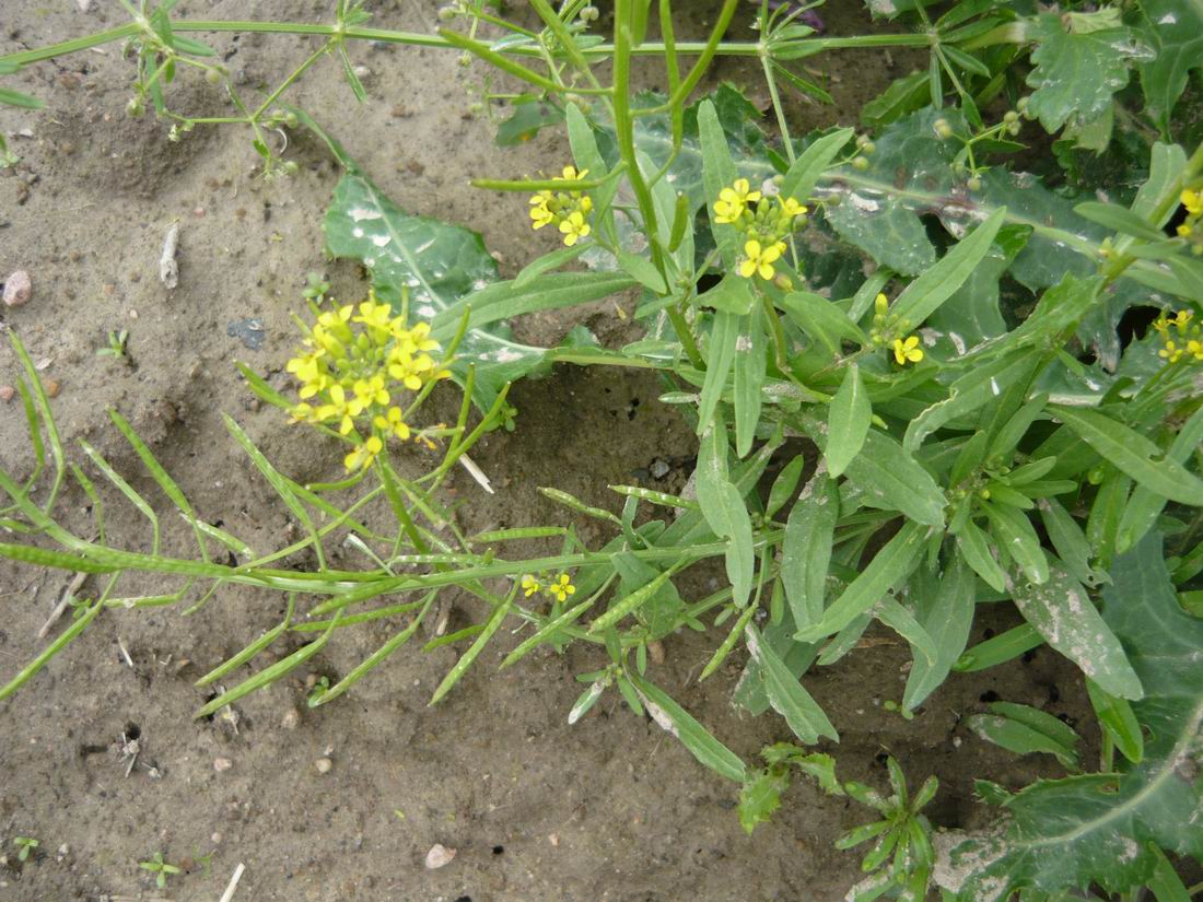 Image of Erysimum cheiranthoides specimen.