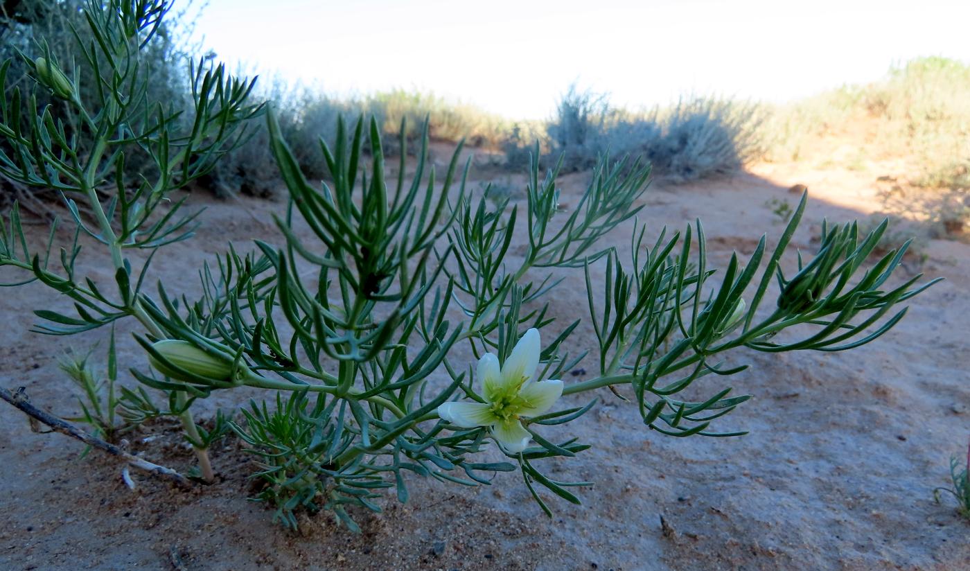 Image of Peganum harmala specimen.