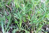 Ranunculus auricomus