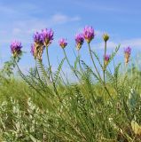 Astragalus onobrychis