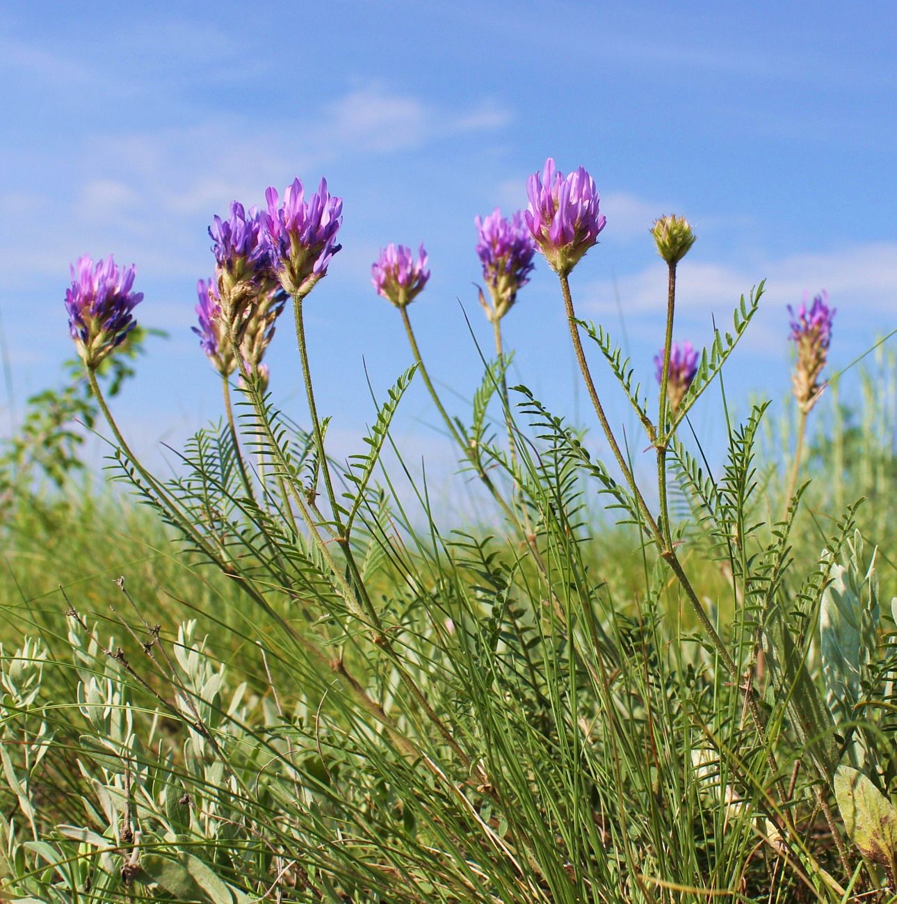 Изображение особи Astragalus onobrychis.