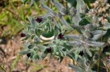 Nonea rossica