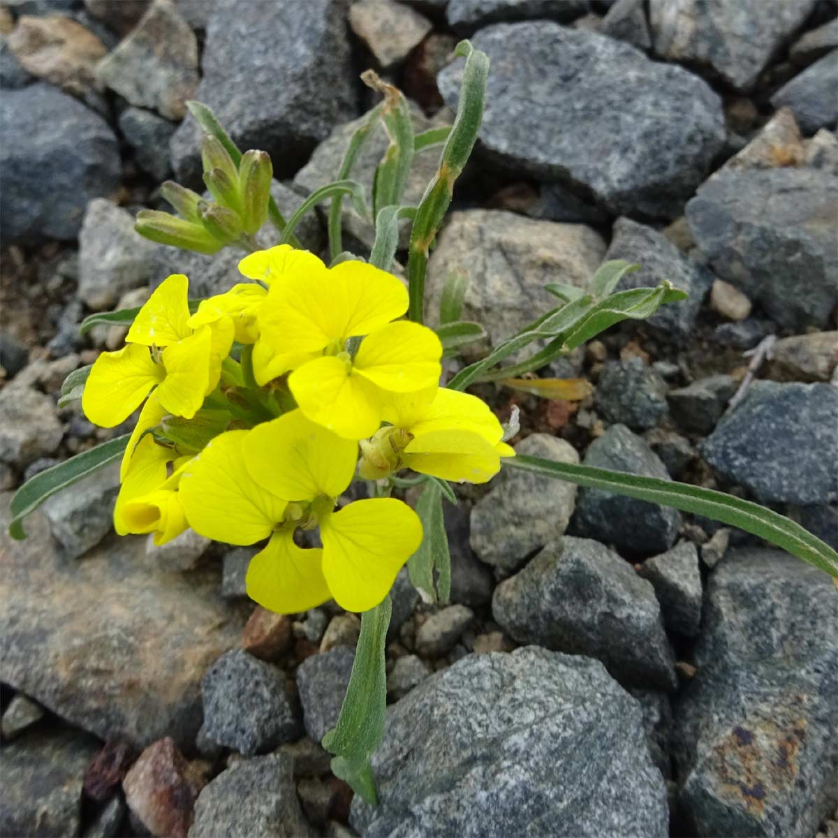 Image of Erysimum meyerianum specimen.