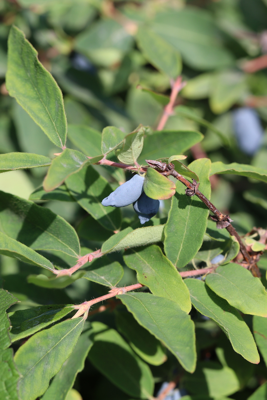 Изображение особи Lonicera edulis.