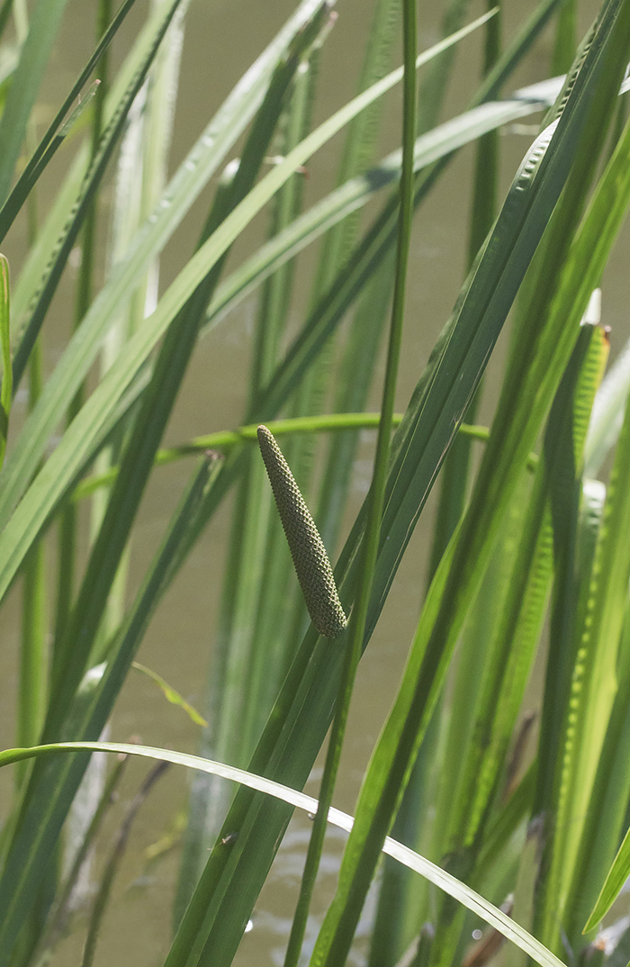 Image of Acorus calamus specimen.