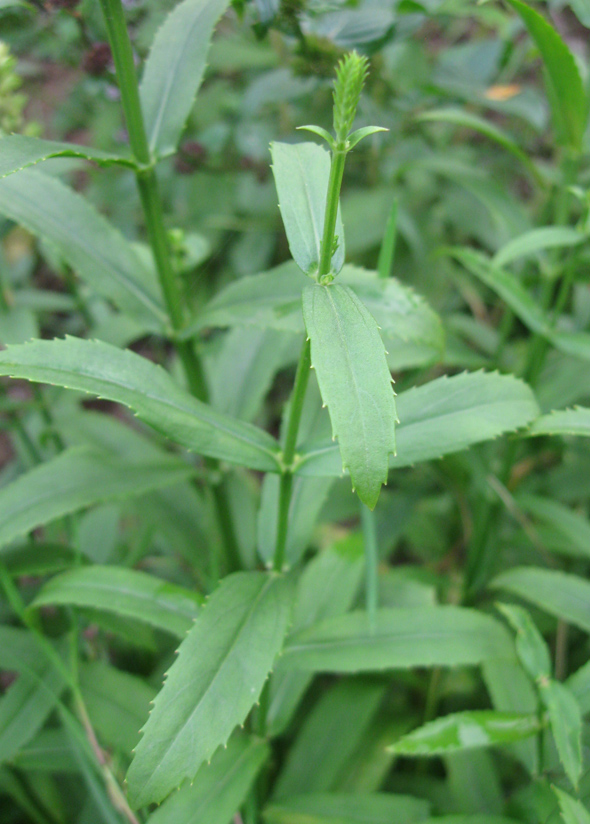 Image of Physostegia virginiana specimen.