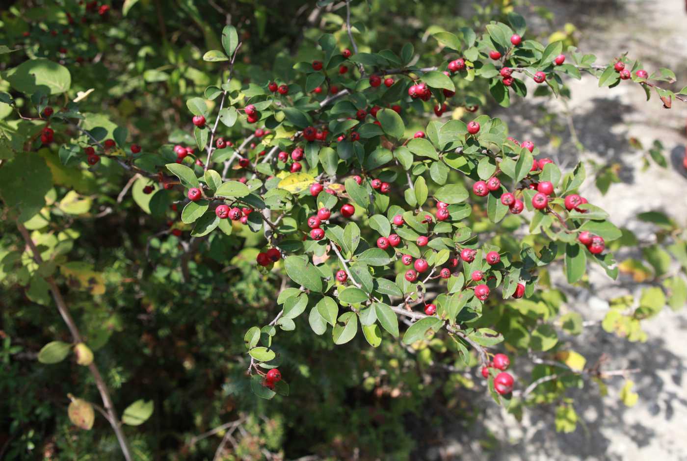 Image of Cotoneaster integerrimus specimen.