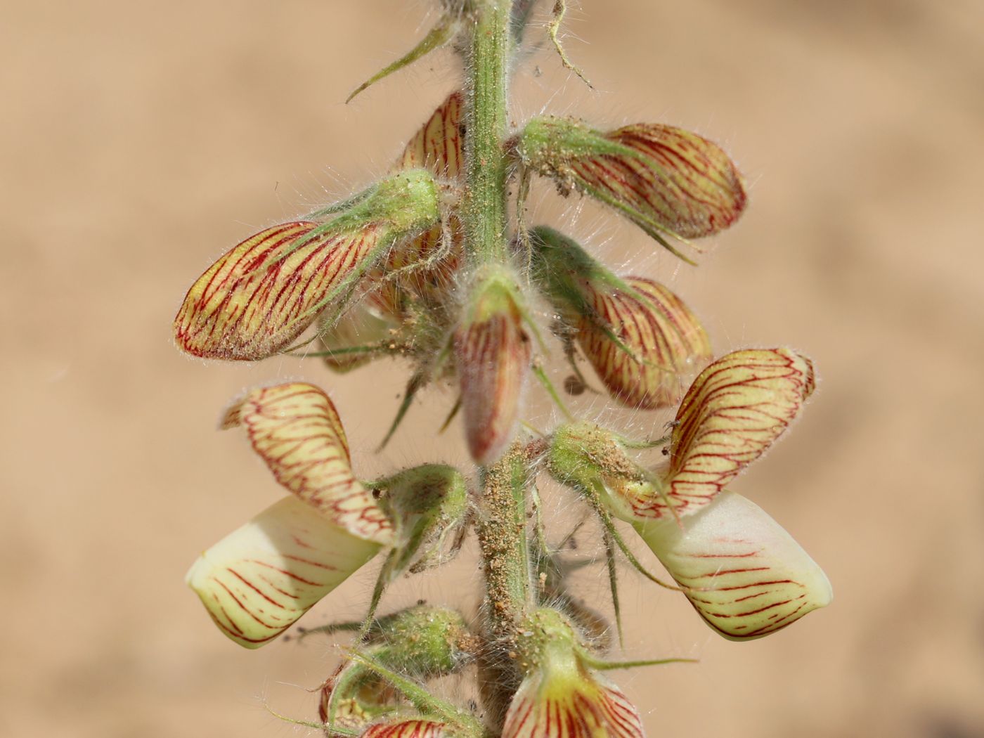 Image of Onobrychis chorassanica specimen.