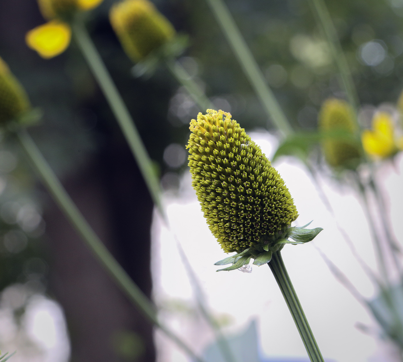 Image of Rudbeckia laciniata specimen.