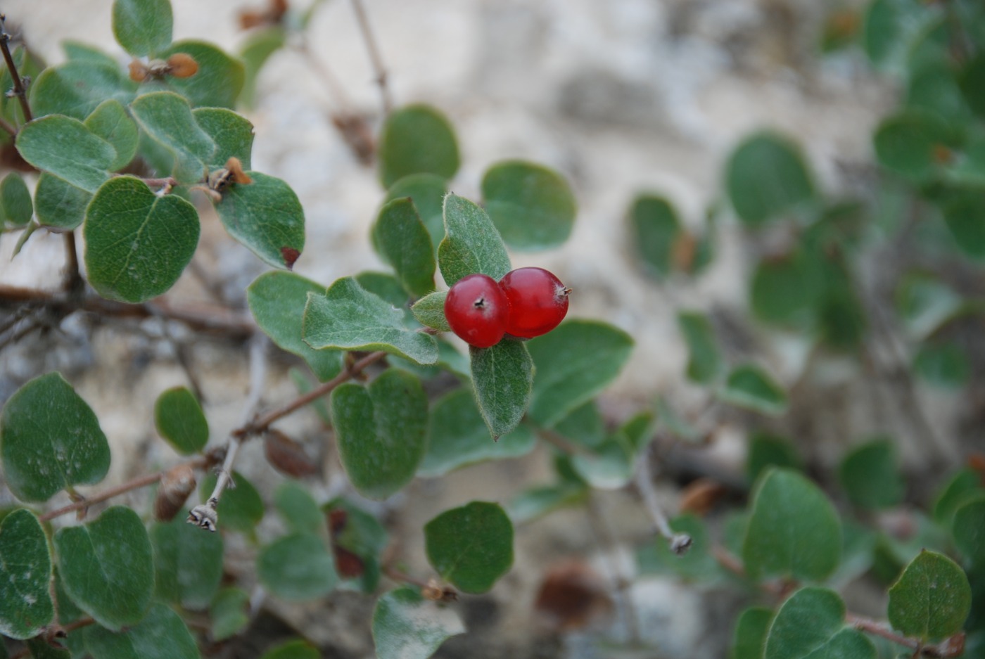 Изображение особи Lonicera iberica.