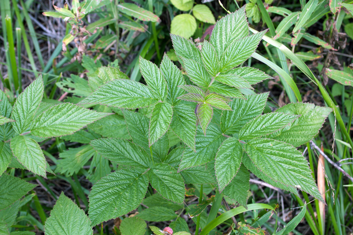 Изображение особи Rubus idaeus.