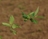 Lonicera edulis