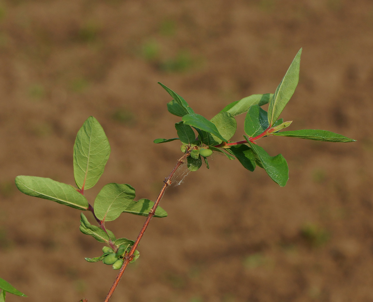 Image of Lonicera edulis specimen.