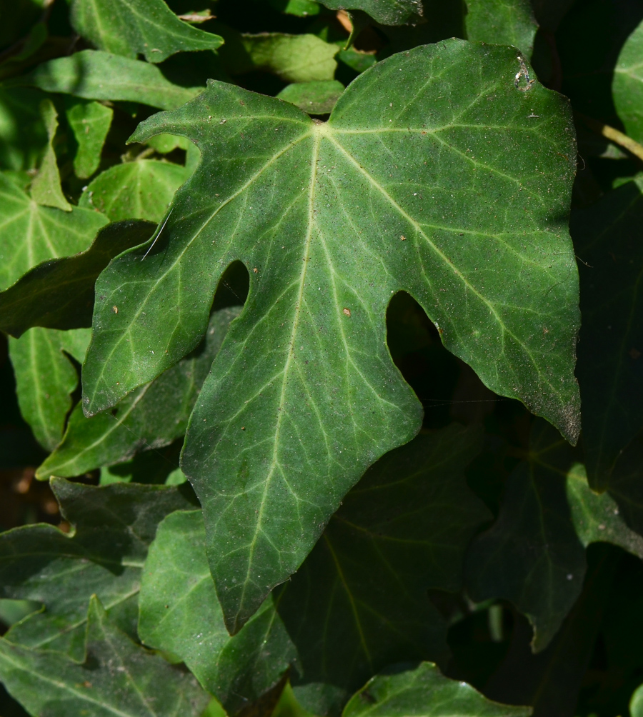 Image of Hedera helix specimen.