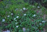 Petasites rubellus