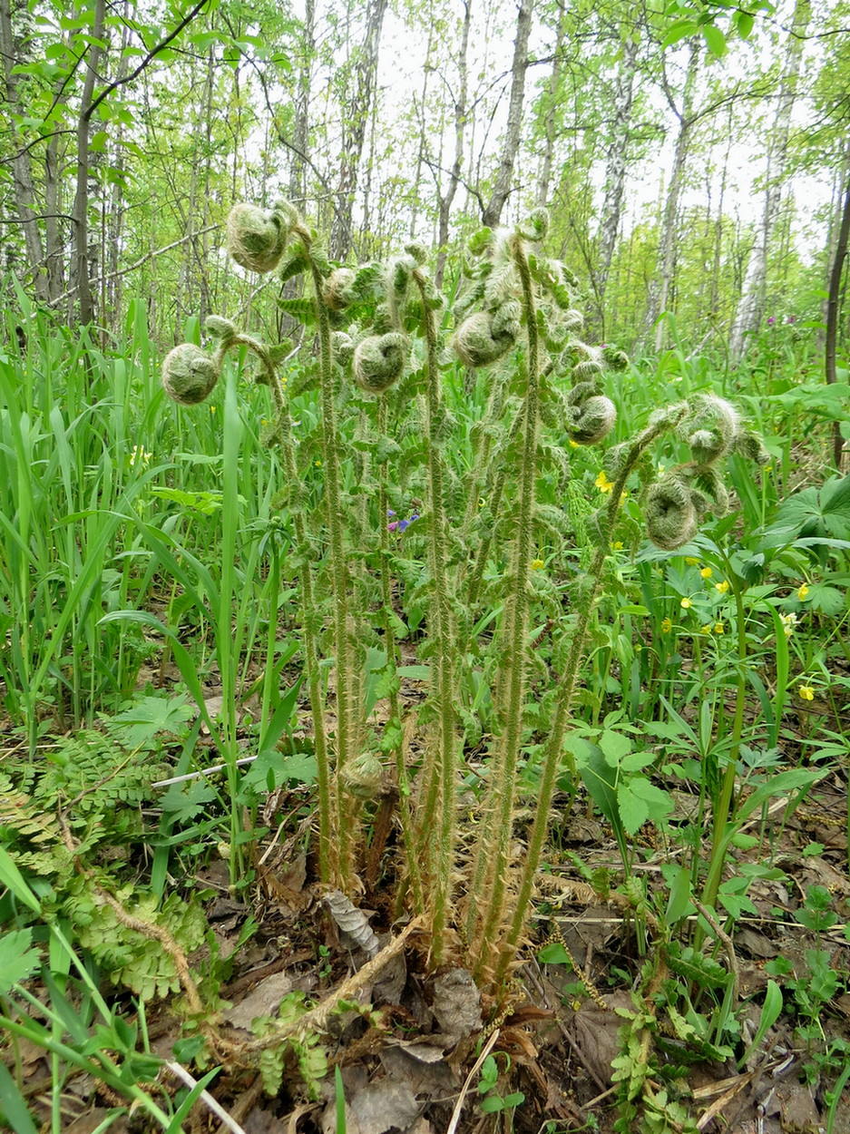 Image of Polystichum braunii specimen.