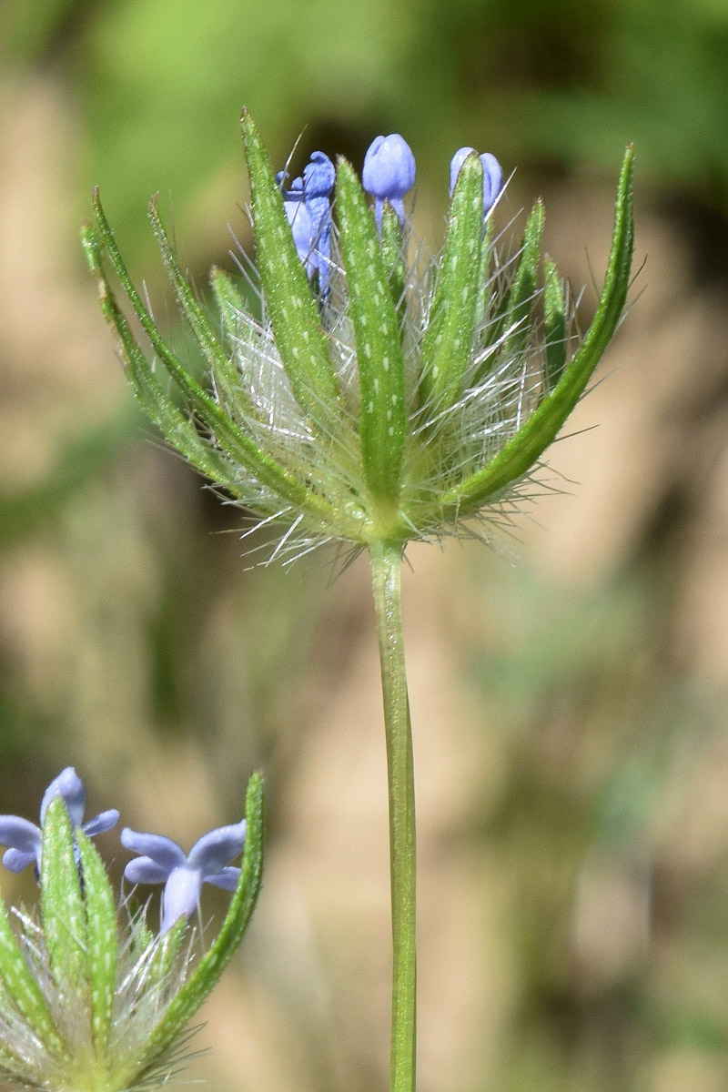 Image of Asperula arvensis specimen.