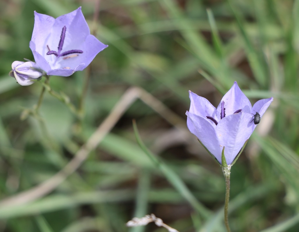 Image of Campanula stevenii specimen.