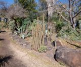 Cleistocactus baumannii