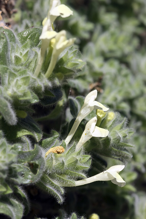 Image of Scutellaria immaculata specimen.