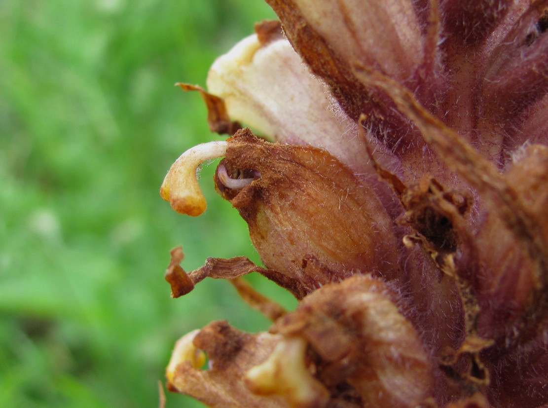 Image of genus Orobanche specimen.