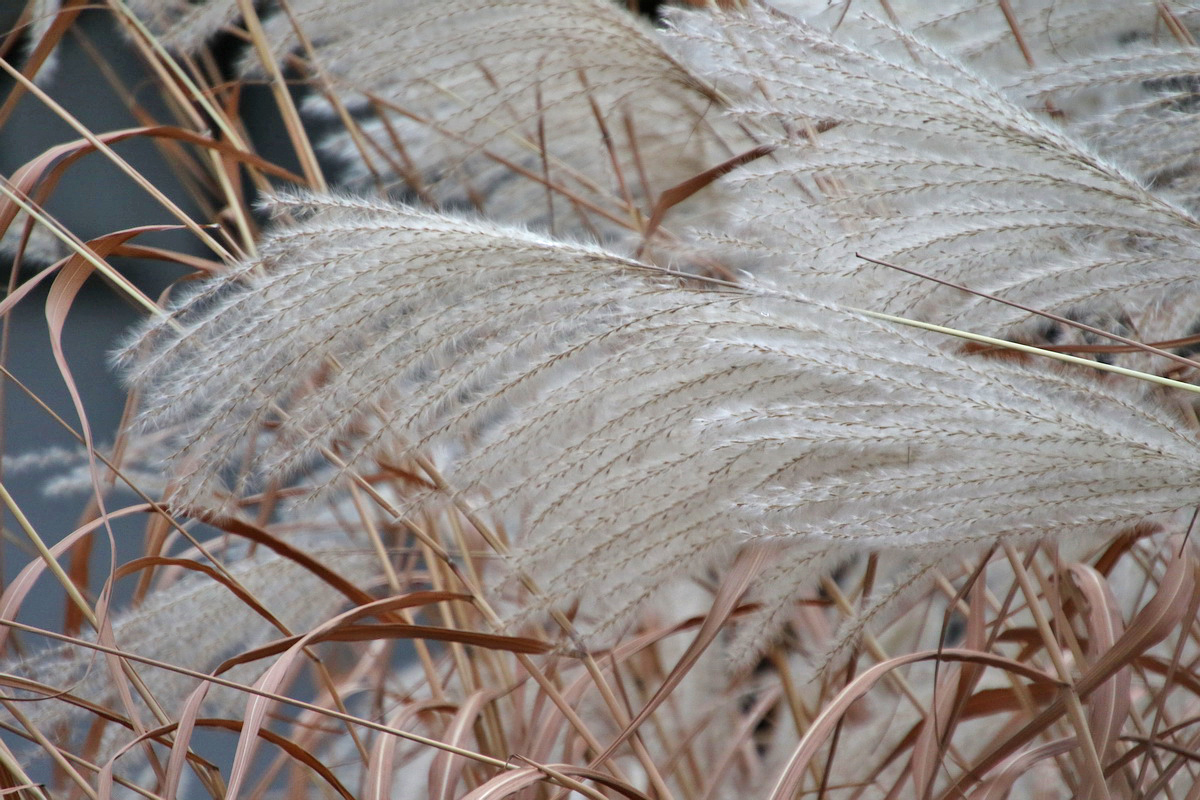 Изображение особи род Miscanthus.