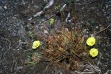 Papaver radicatum. Цветущее и плодоносящее (?) растение (плоды скрыты увядшими лепестками?). Чукотский автономный округ, остров Врангеля, бывш. пос. Звездный, тундра. 1 сентября 2009 г.