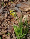 Primula macrocalyx. Цветущее растение. Самарская обл., Ставропольский р-н, окр. с. Жигули, Молодецкий курган, опушка широколиственного леса. 03.05.2021.