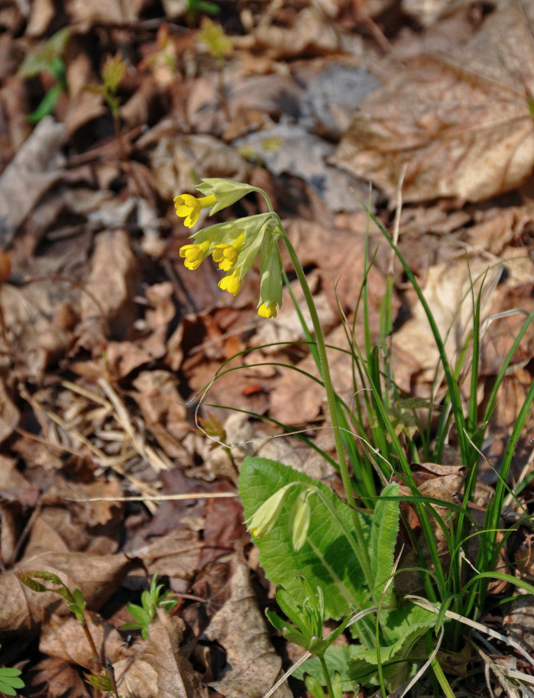 Image of Primula macrocalyx specimen.