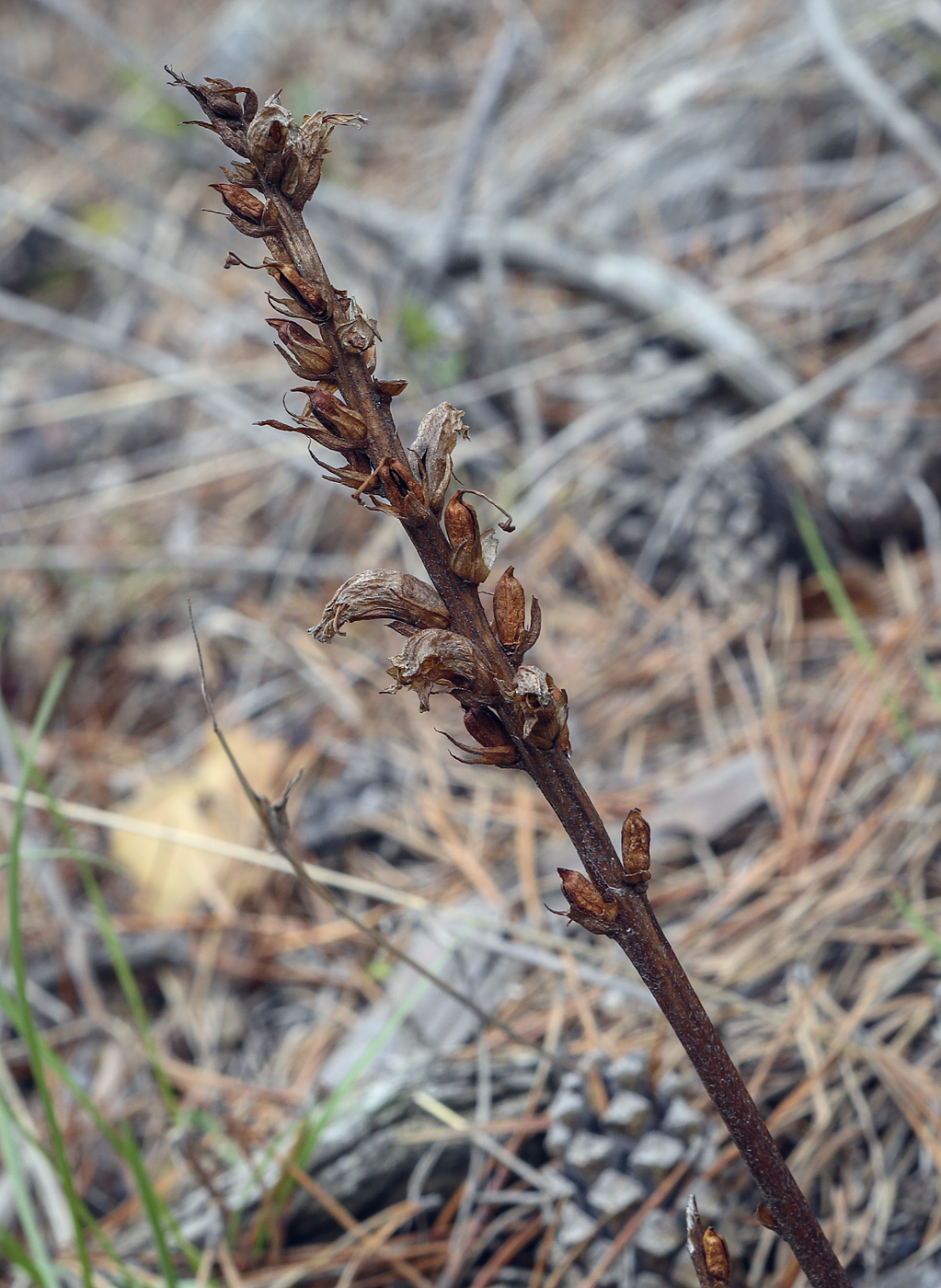 Image of genus Orobanche specimen.