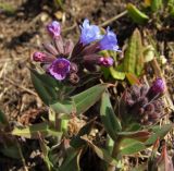 Pulmonaria mollis