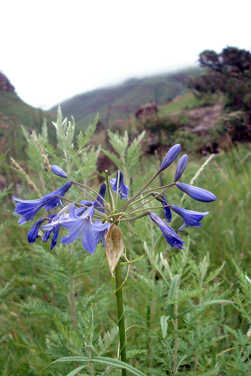 Изображение особи Agapanthus campanulatus.