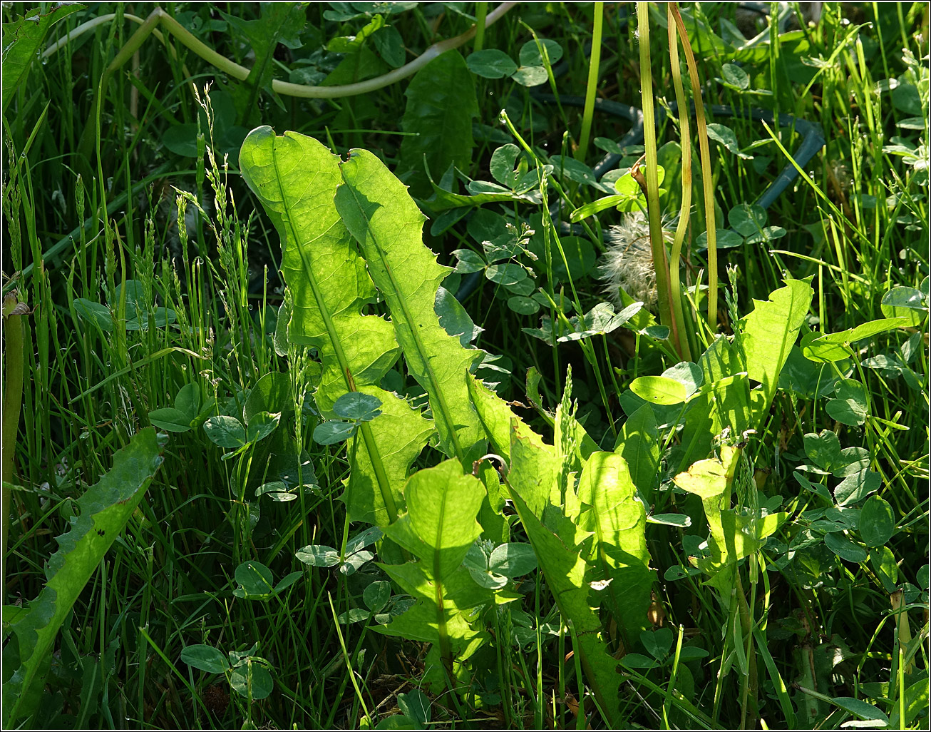 Image of Taraxacum officinale specimen.