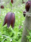 Fritillaria ruthenica