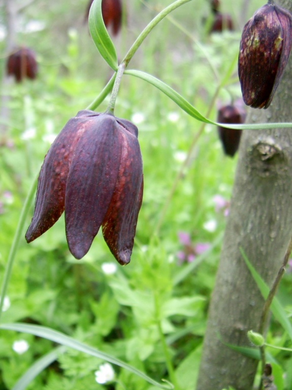 Изображение особи Fritillaria ruthenica.