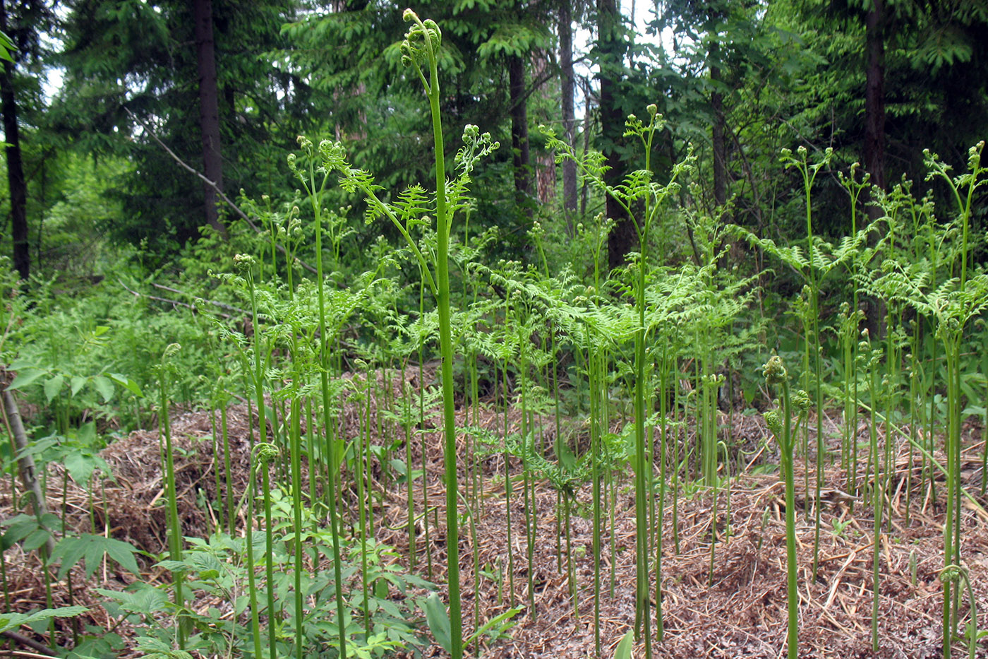 Изображение особи Pteridium pinetorum.