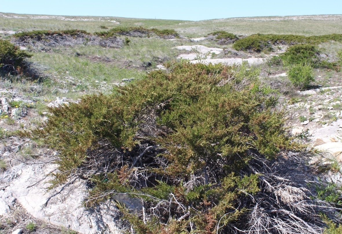 Image of Juniperus sabina specimen.