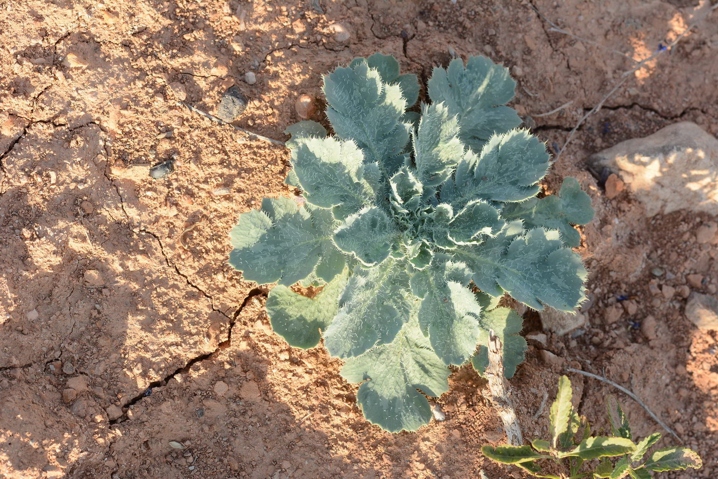 Image of Glaucium fimbrilligerum specimen.