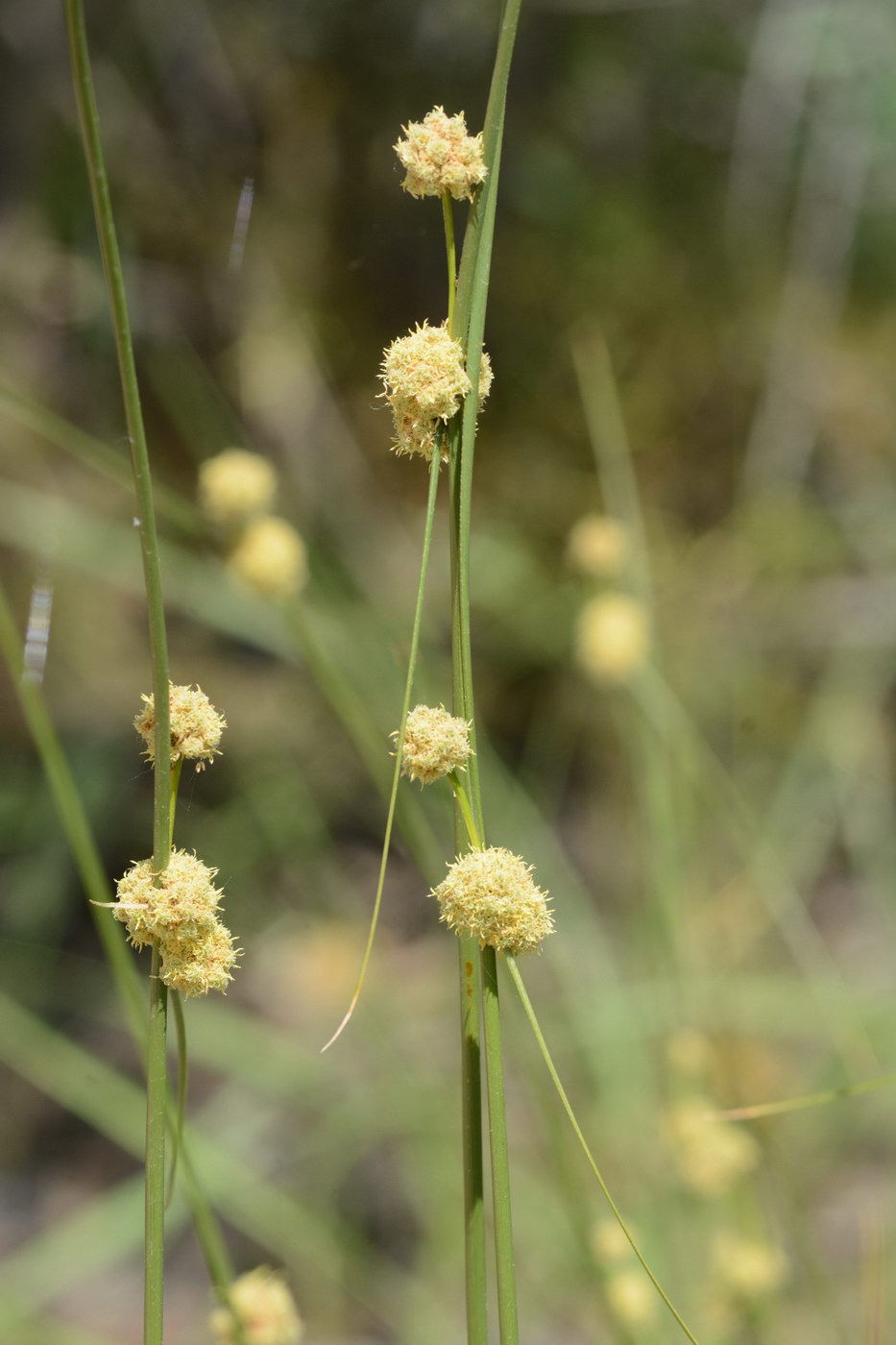 Image of Scirpoides holoschoenus specimen.