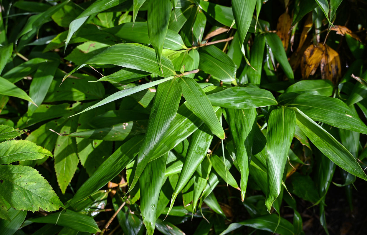 Image of genus Sasa specimen.