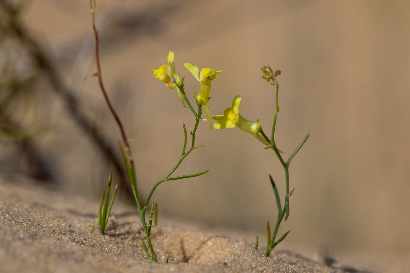 Image of Linaria odora specimen.