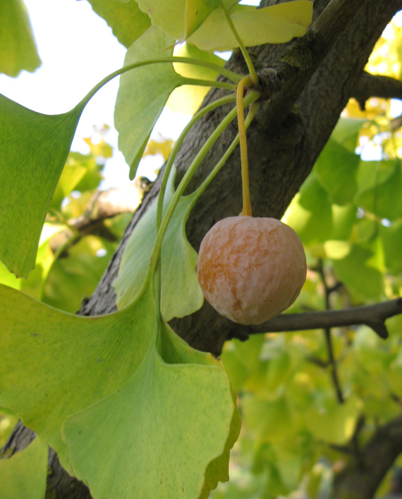 Image of Ginkgo biloba specimen.