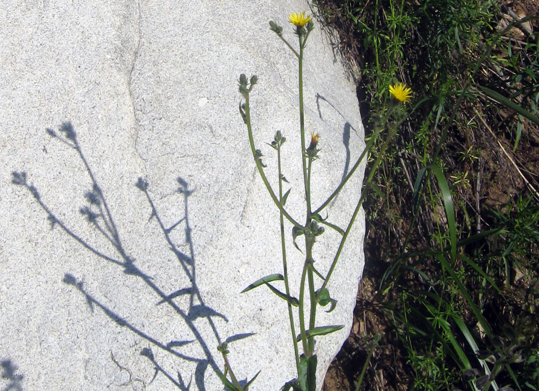 Image of Picris nuristanica specimen.