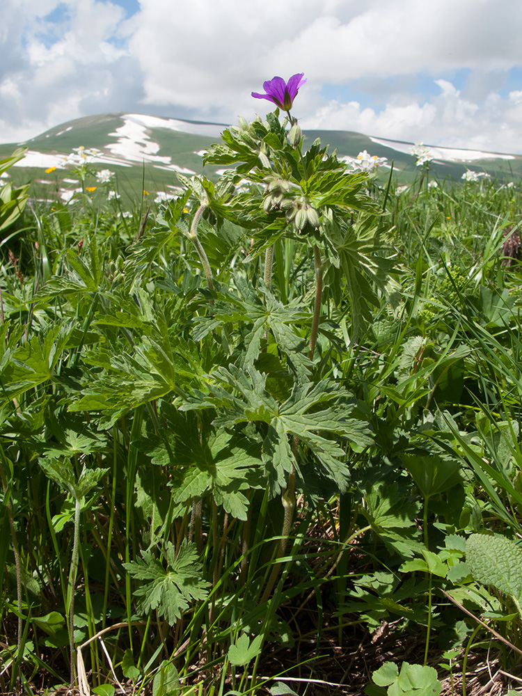 Изображение особи Geranium ruprechtii.