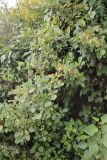 Rubus ellipticus